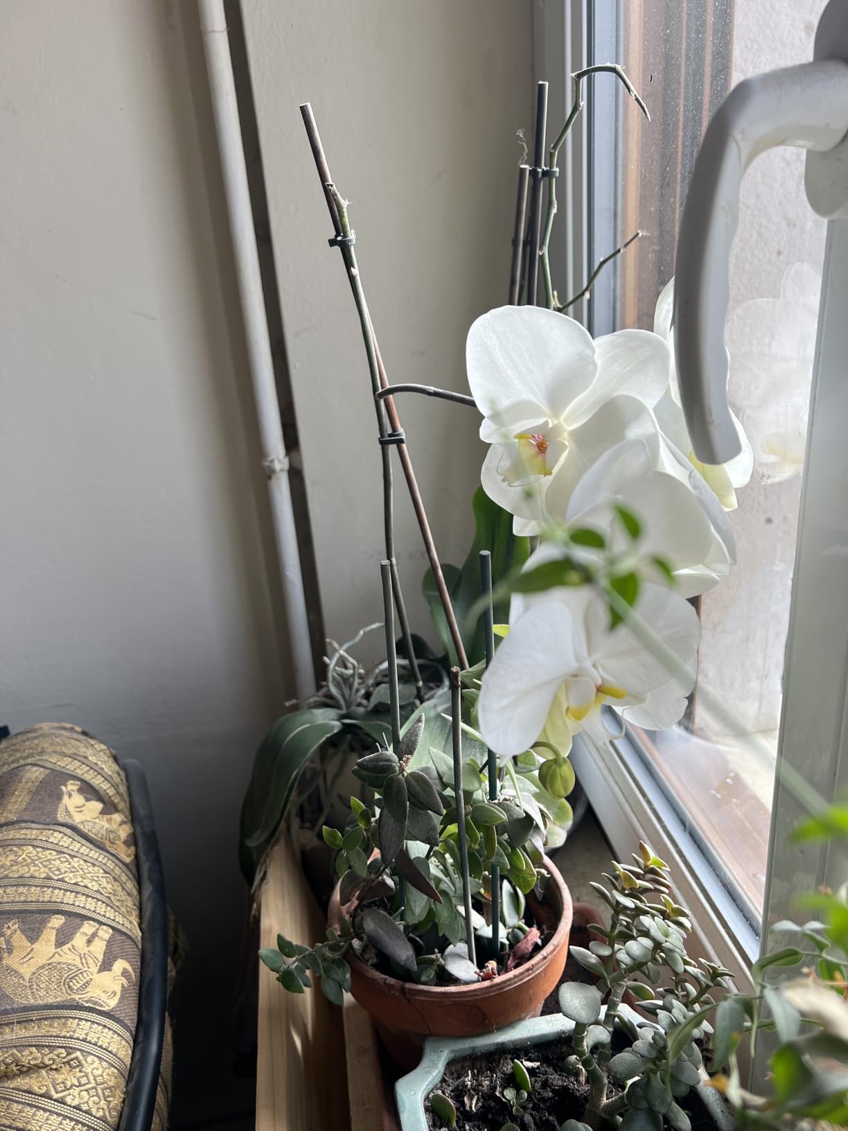 Mes orchidées revivent