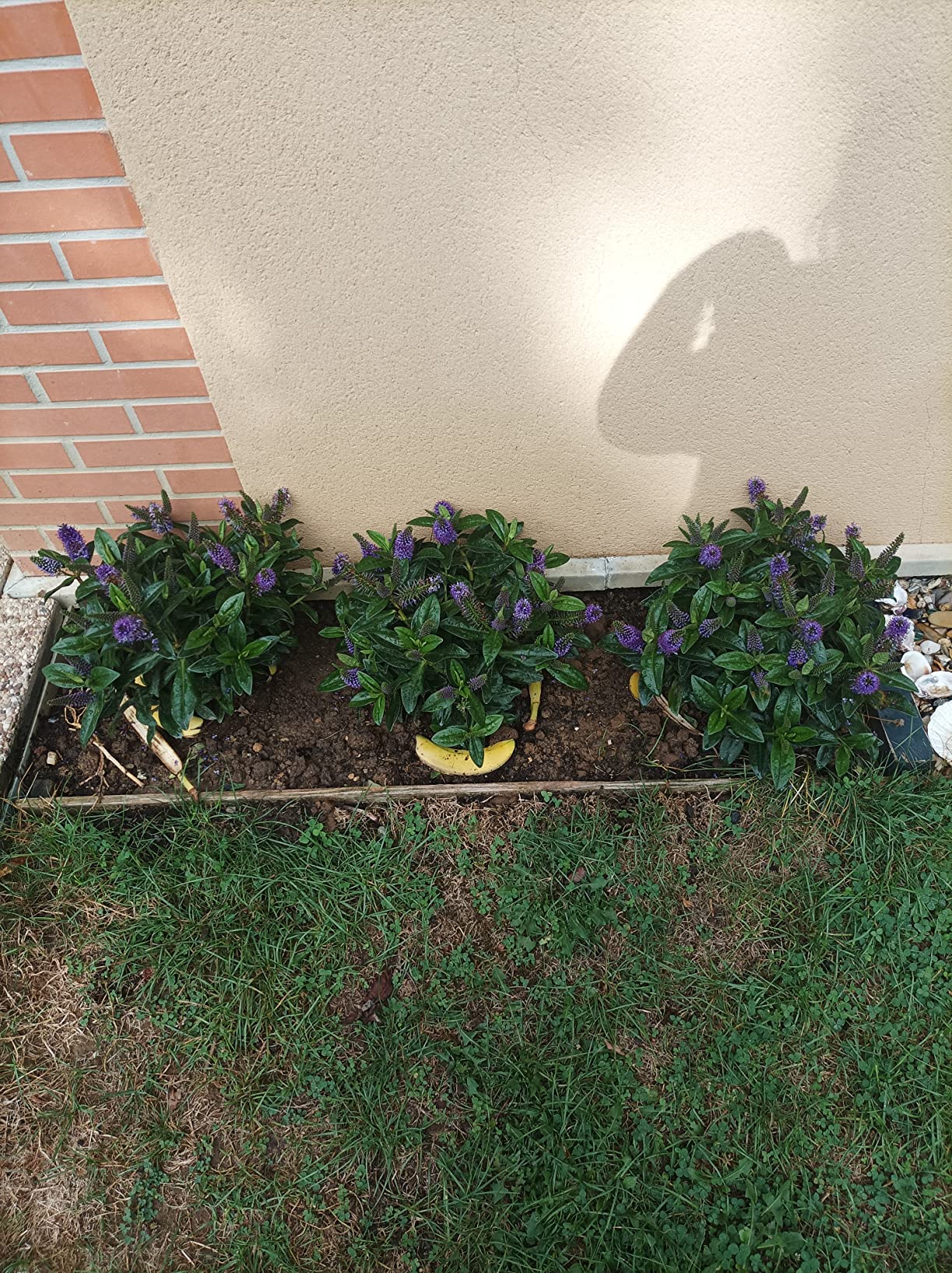 Mes légumes adorent