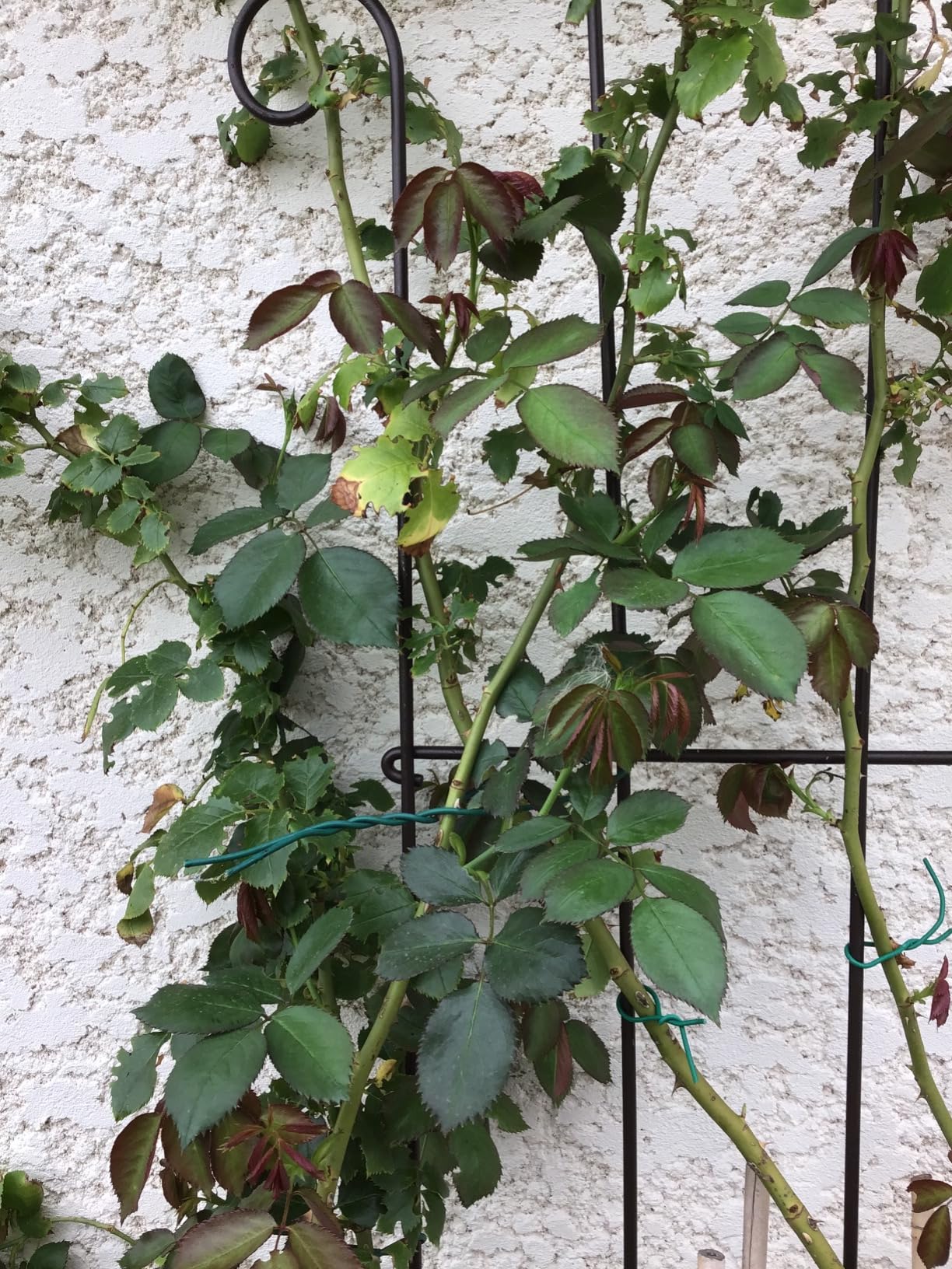 Mes rosiers n'ont jamais été aussi beaux