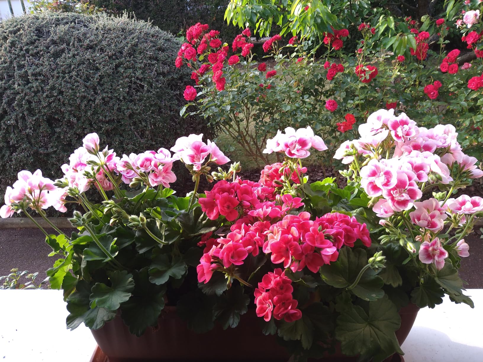Incroyable floraison