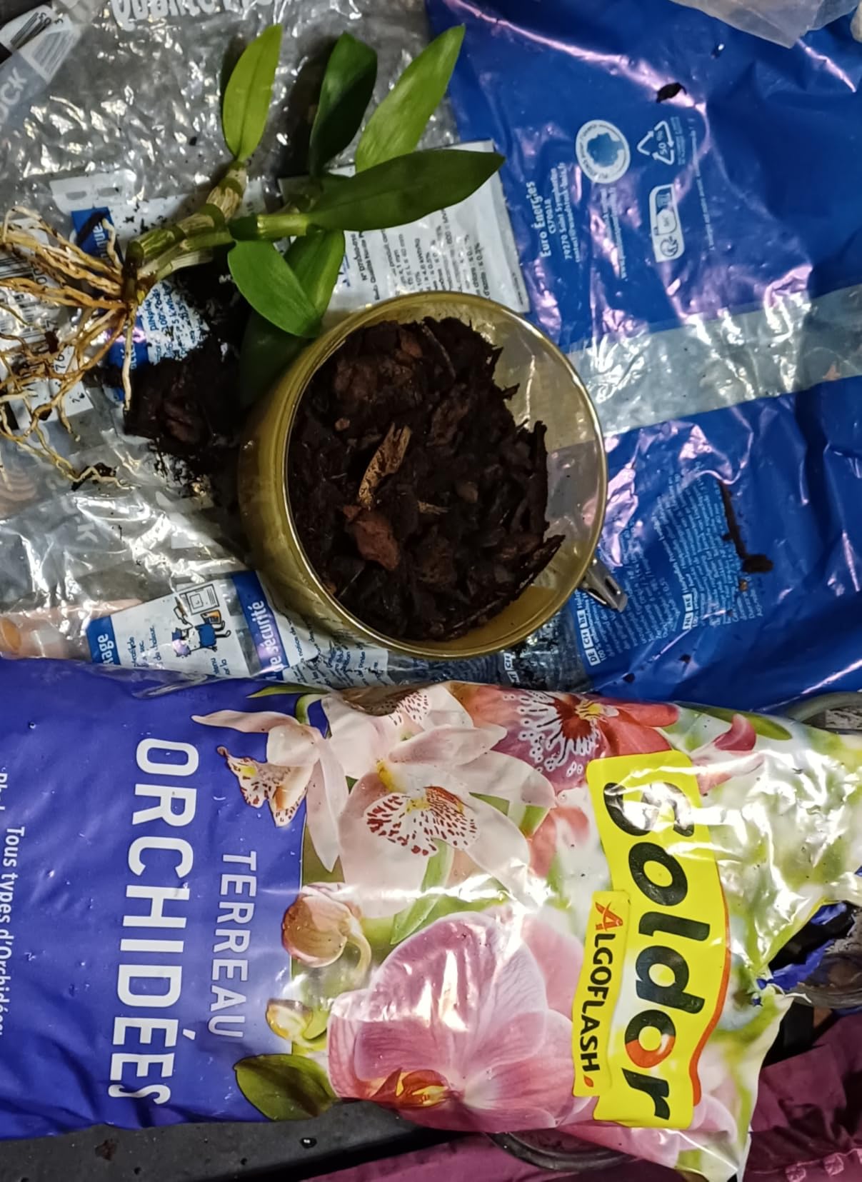 Enfin une belle floraison