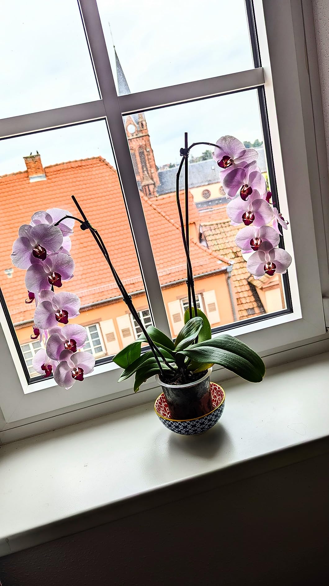 Mes orchidées revivent