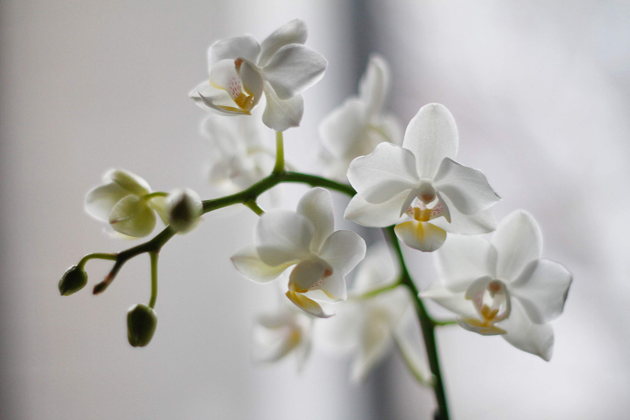 or-brun-or-bio-terreau-orchid-es-3-l-violet image 3