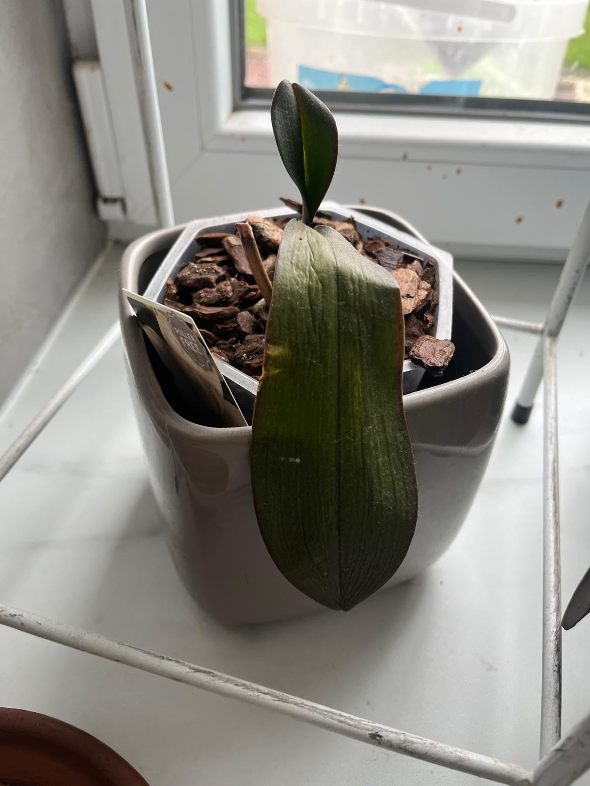 Mes orchidées refleurissent enfin