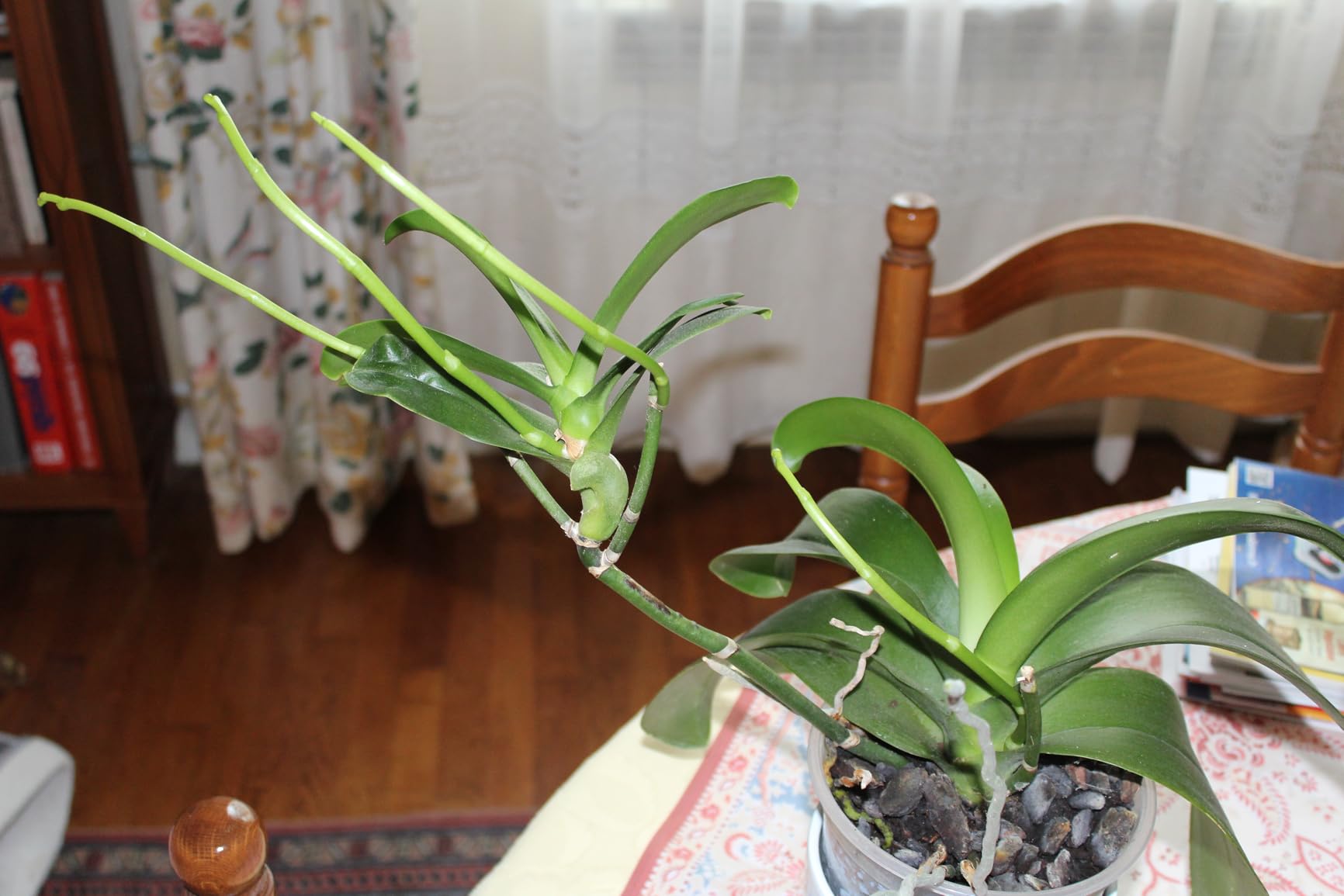 Floraison relancée