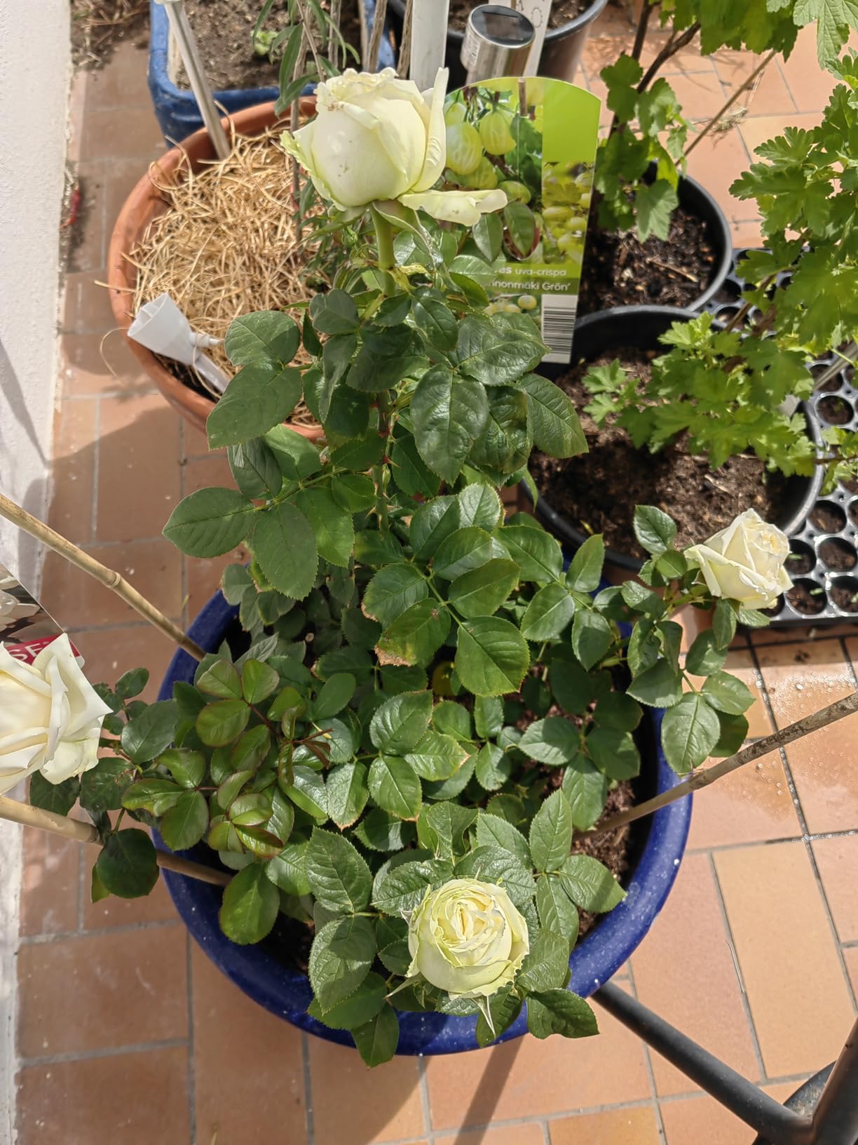 Mes rosiers n'ont jamais été aussi beaux