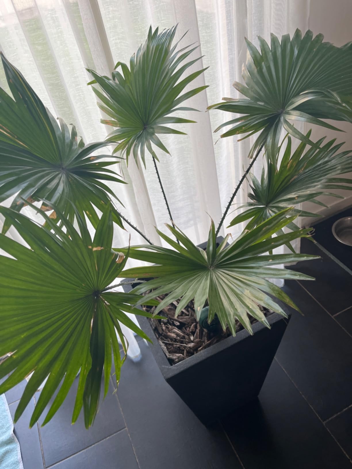 Parfait pour plantes d'intérieur