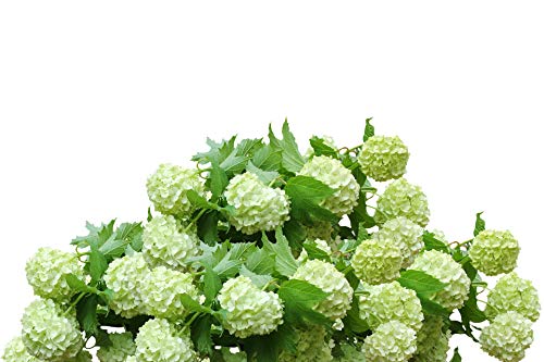 or-brun-engrais-hortensias-uab-650-g-or-activ image 6