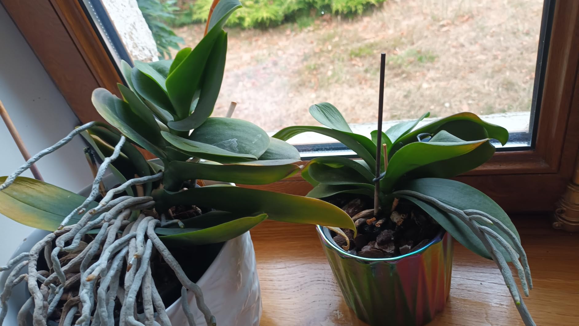 Miracle sur mes orchidées