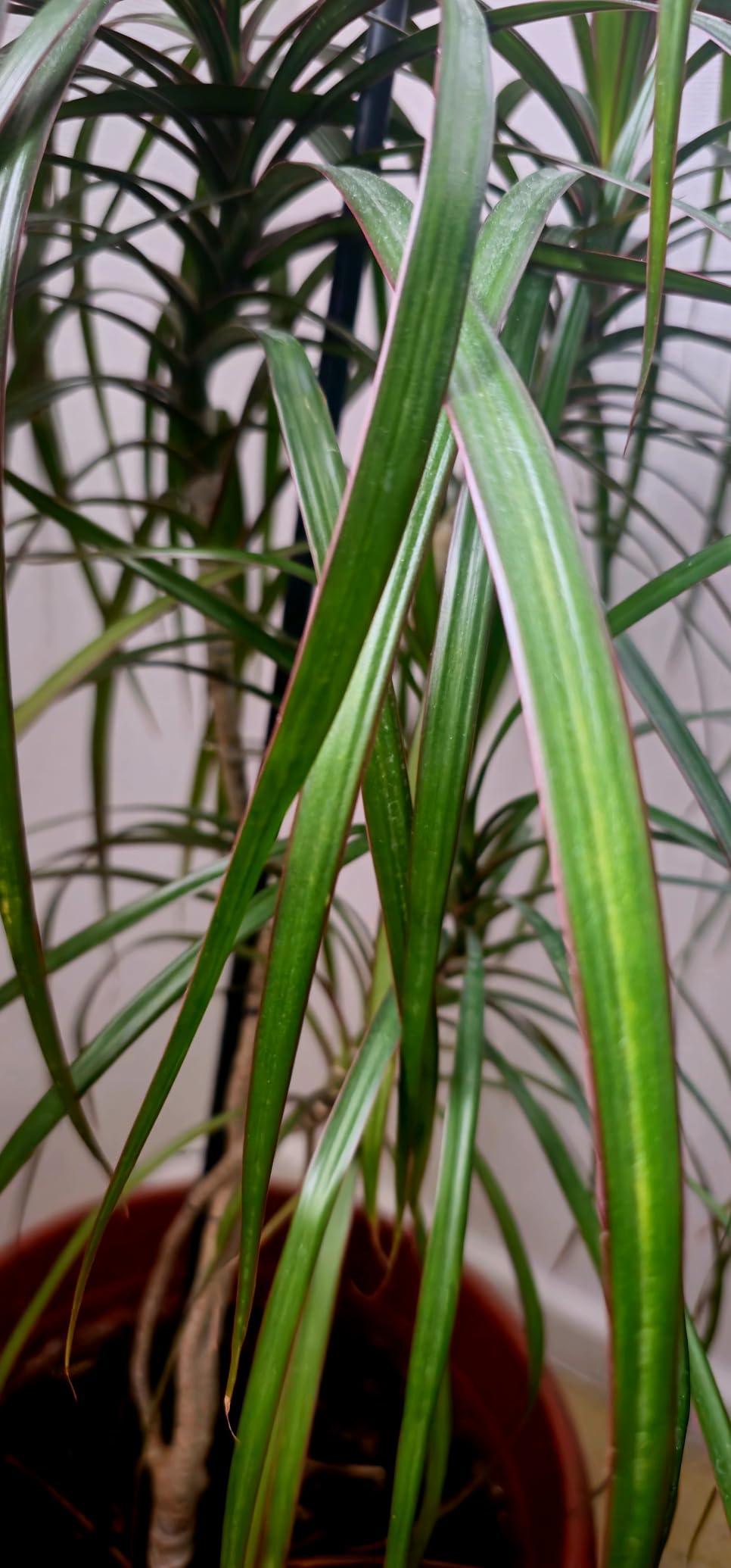 Mon ficus revit
