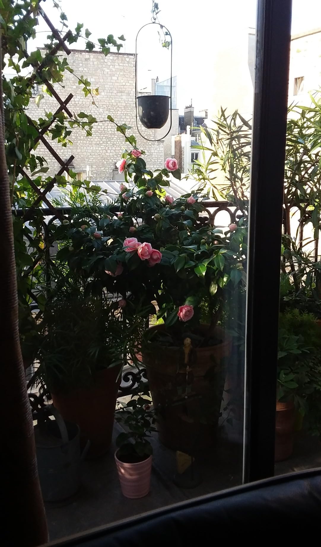 Mes plantes revivent