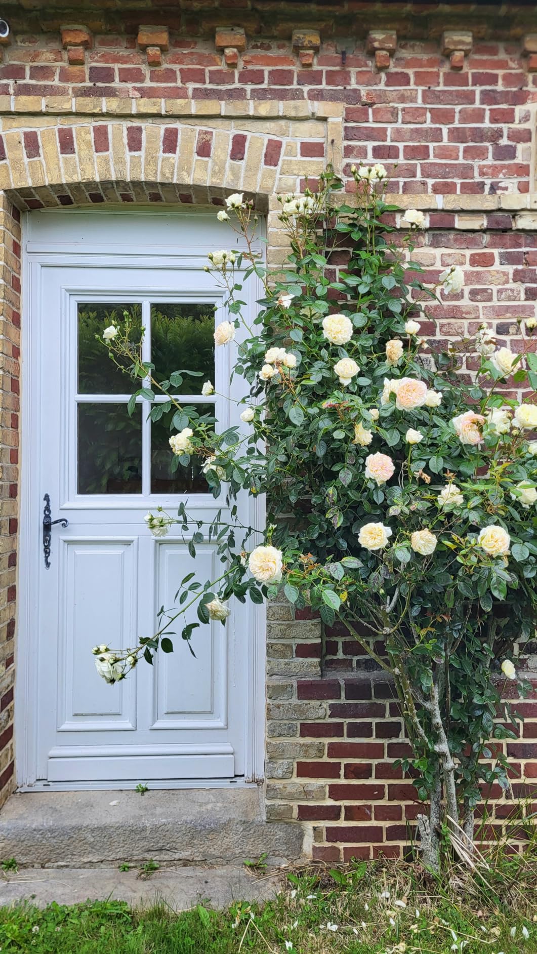 Floraison spectaculaire