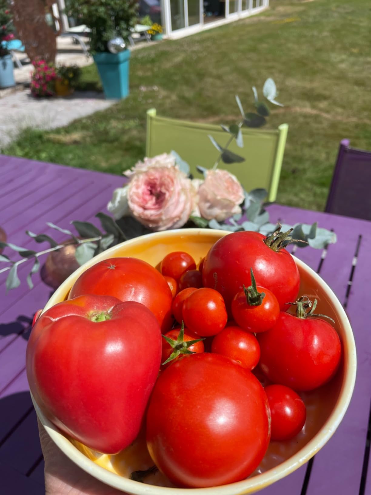 Récolte record de tomates