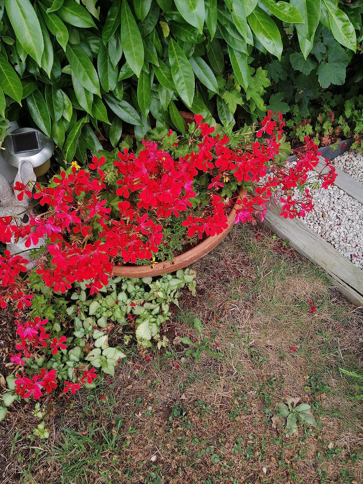 Magnifique floraison