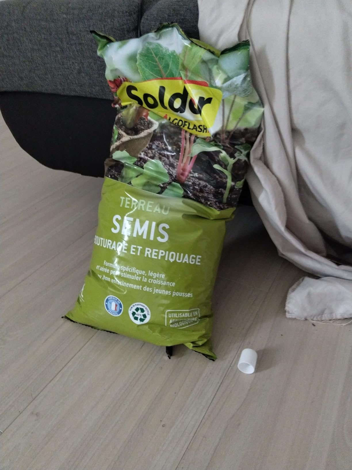Semis de tomates réussis à 100%