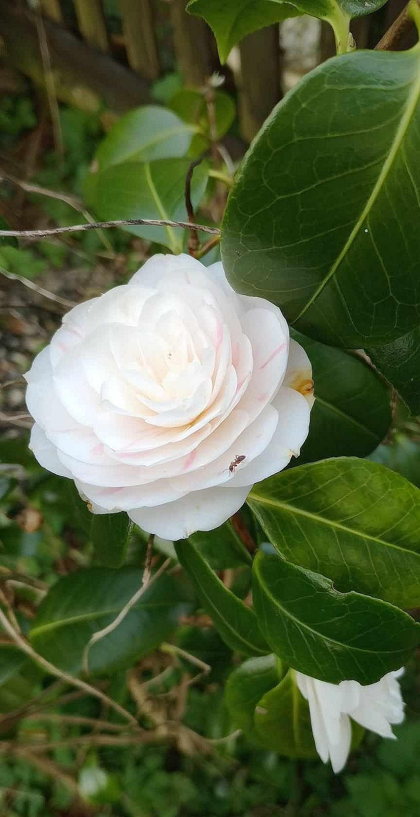 Pas adapté à mes rosiers en terre calcaire