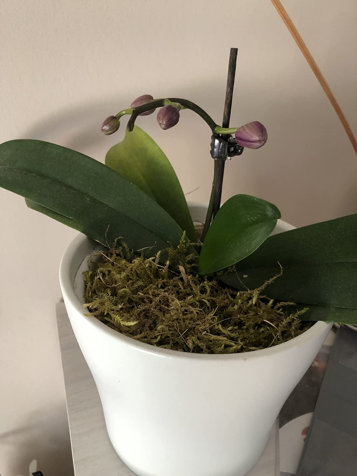 Enfin des fleurs !