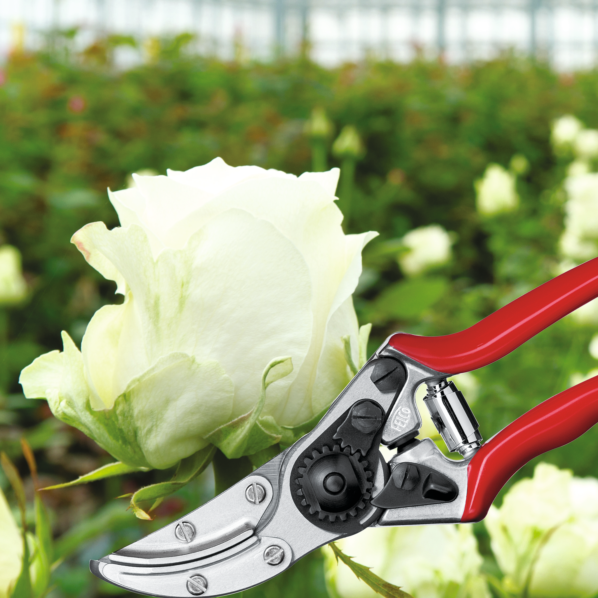 felco-100-s-cateur-cueilleur-roses-main-droite-une-main image 2