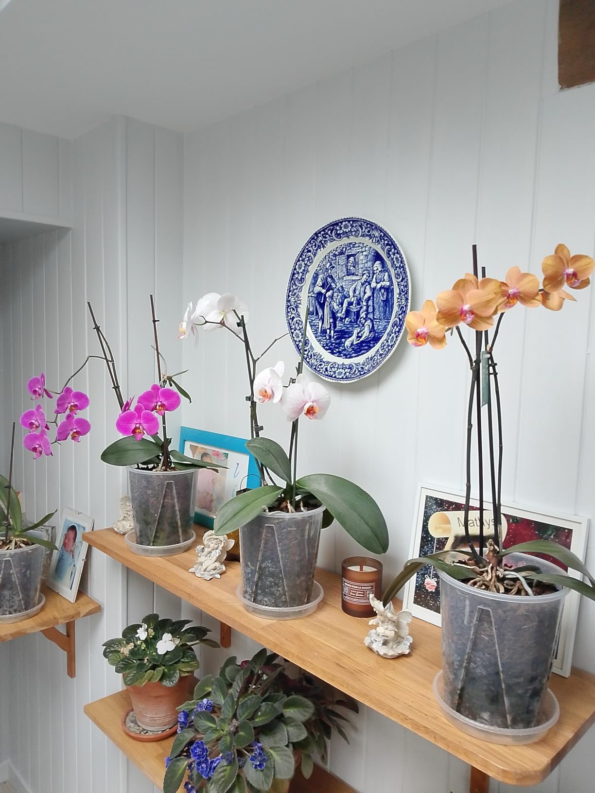 Floraison relancée