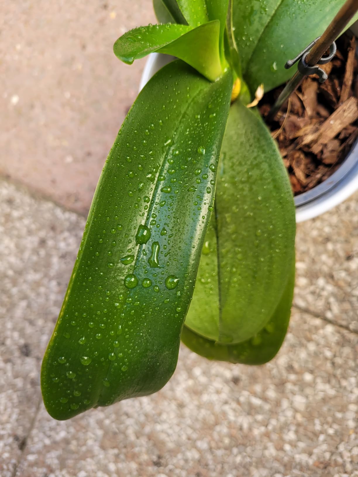 Sauvé mon orchidée
