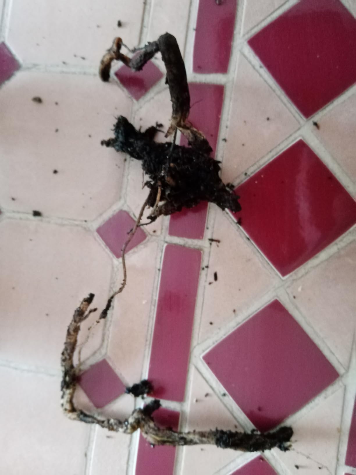 Mes phalaenopsis revivent