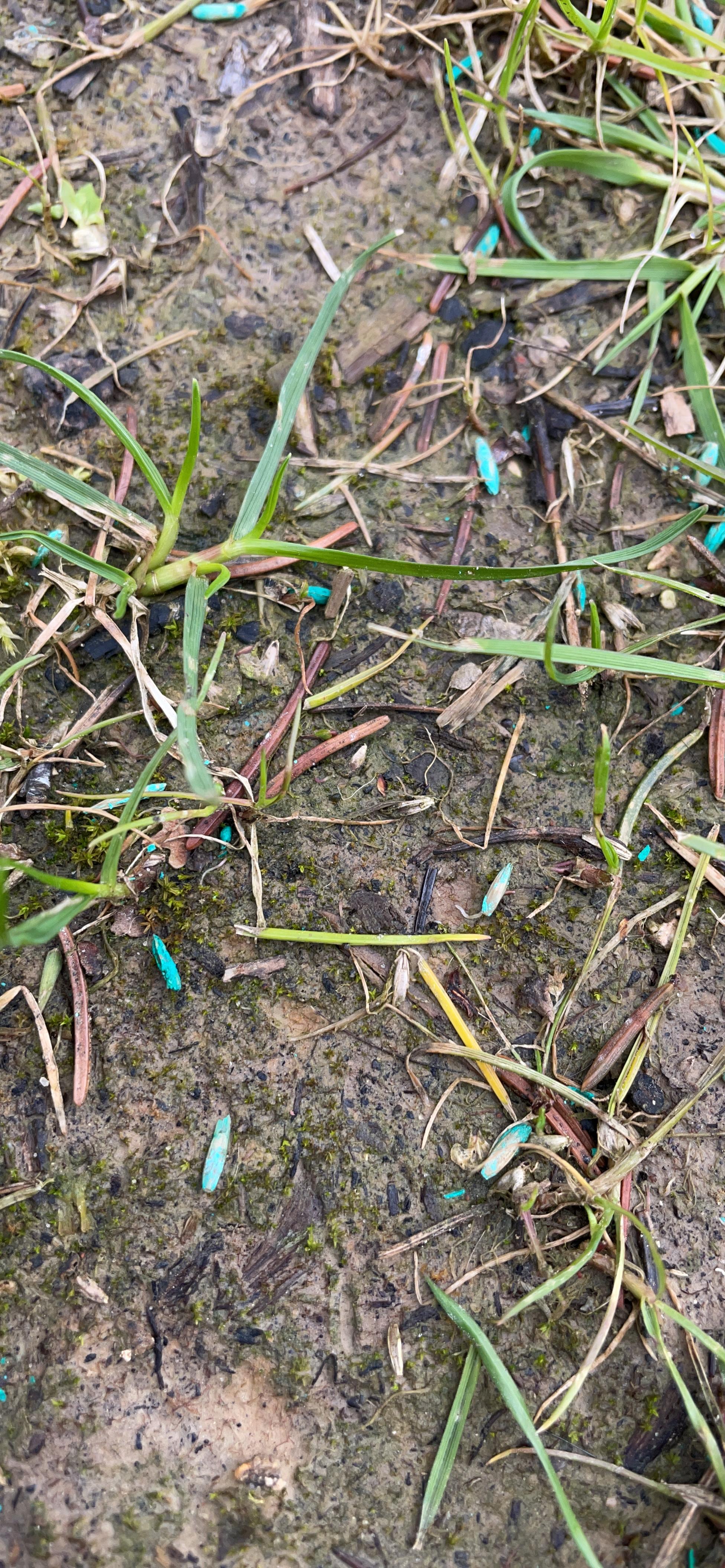 Pelouse transformée en une semaine