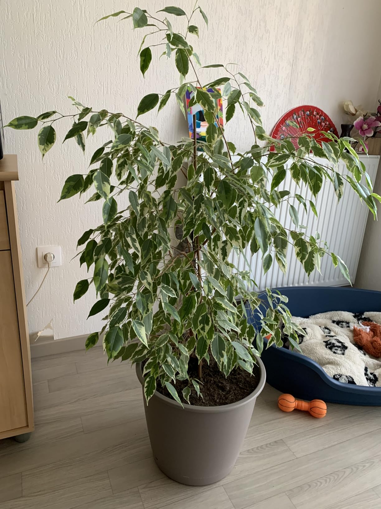 Indispensable au jardin et à la maison