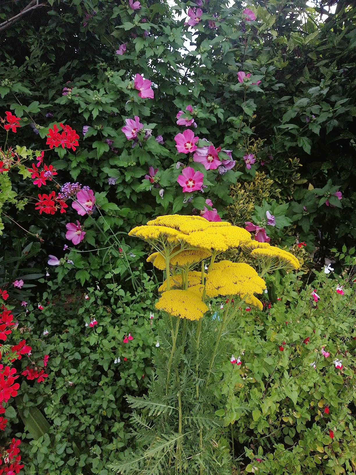 Balcon fleuri