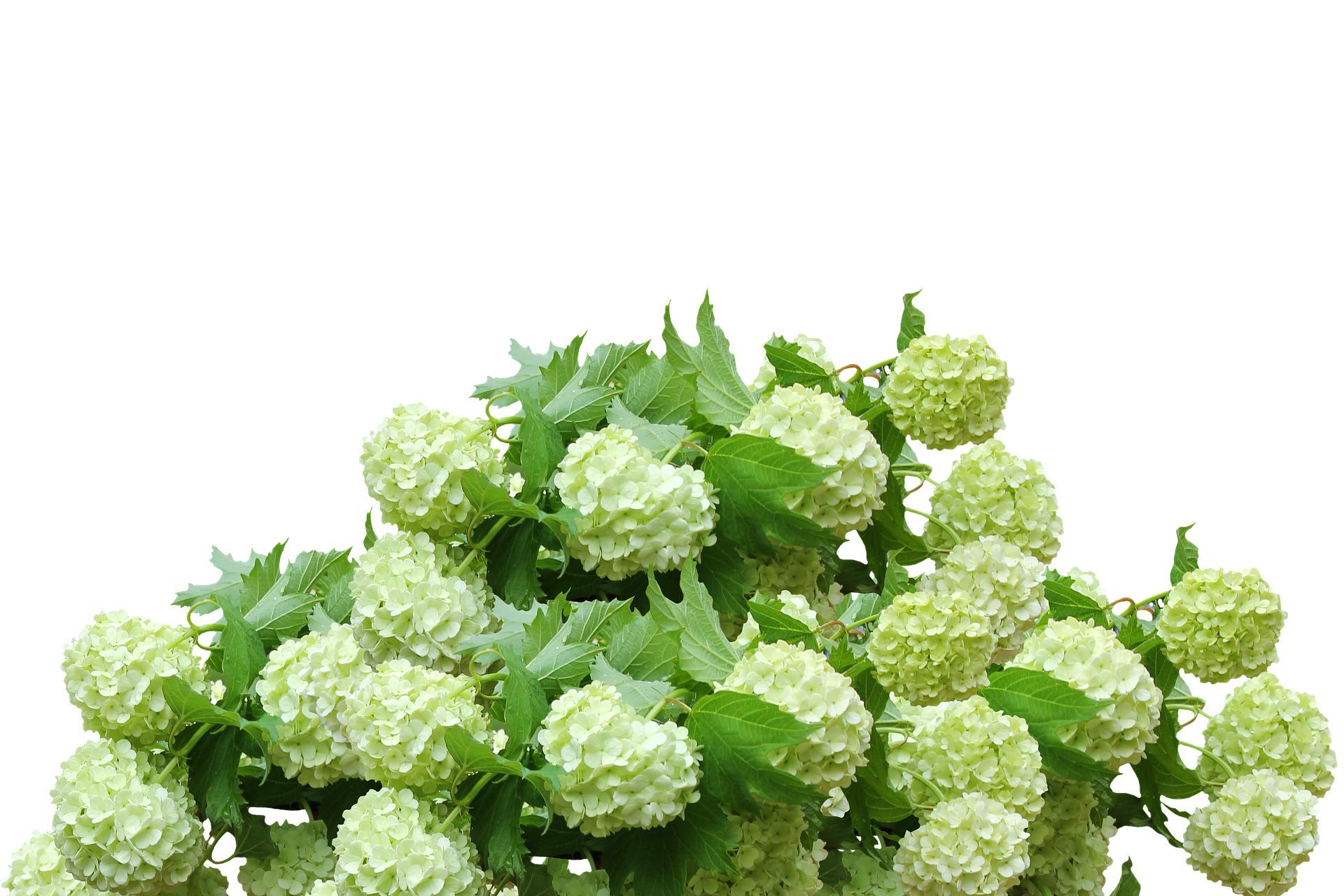 or-brun-engrais-hortensias-uab-650-g-or-activ image 3
