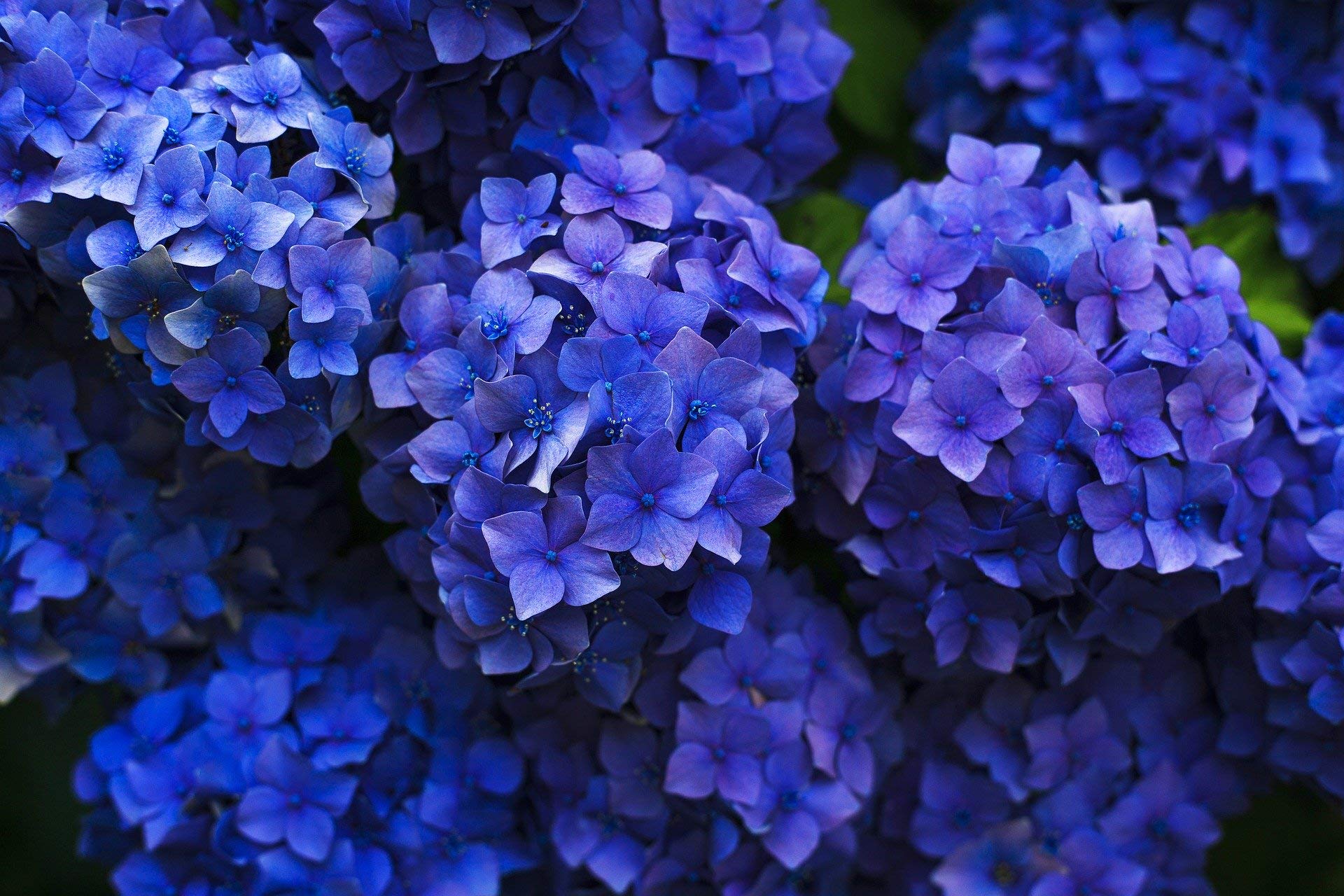 or-brun-engrais-bleuissant-hortensias-650-g-france image 3