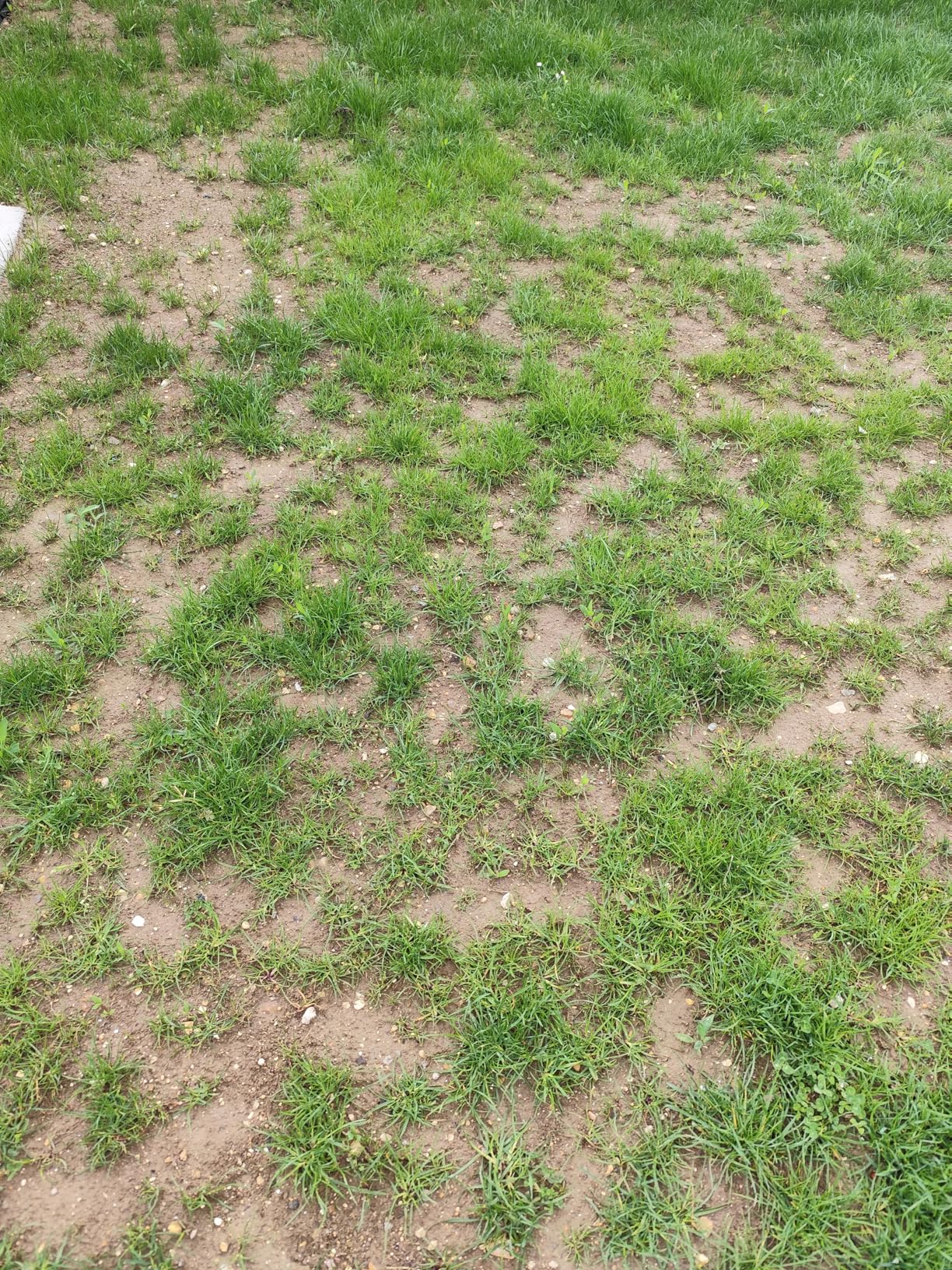 Pelouse de stade