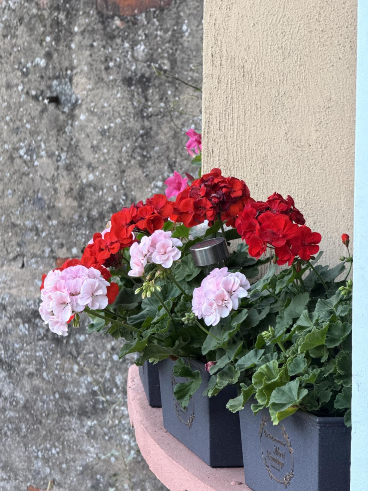 Floraison de folie