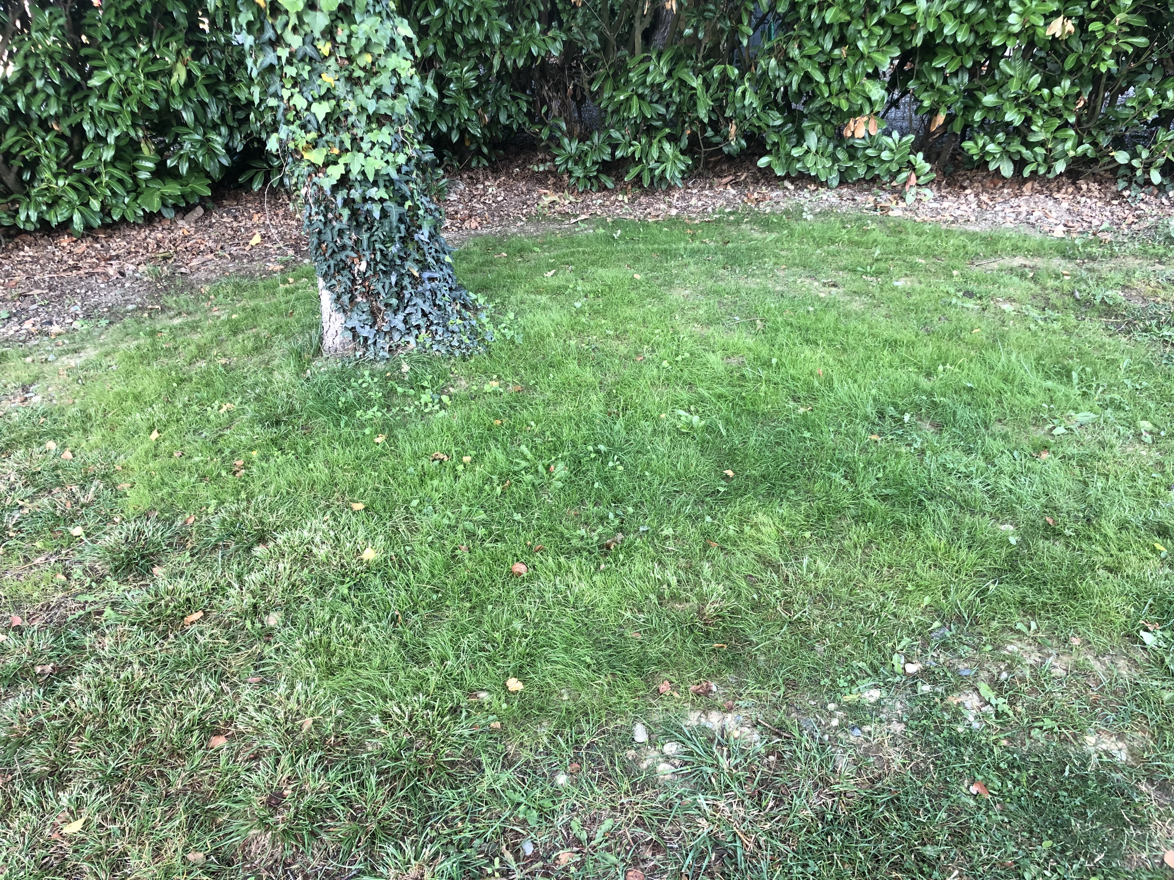 Enfin vert sous les arbres