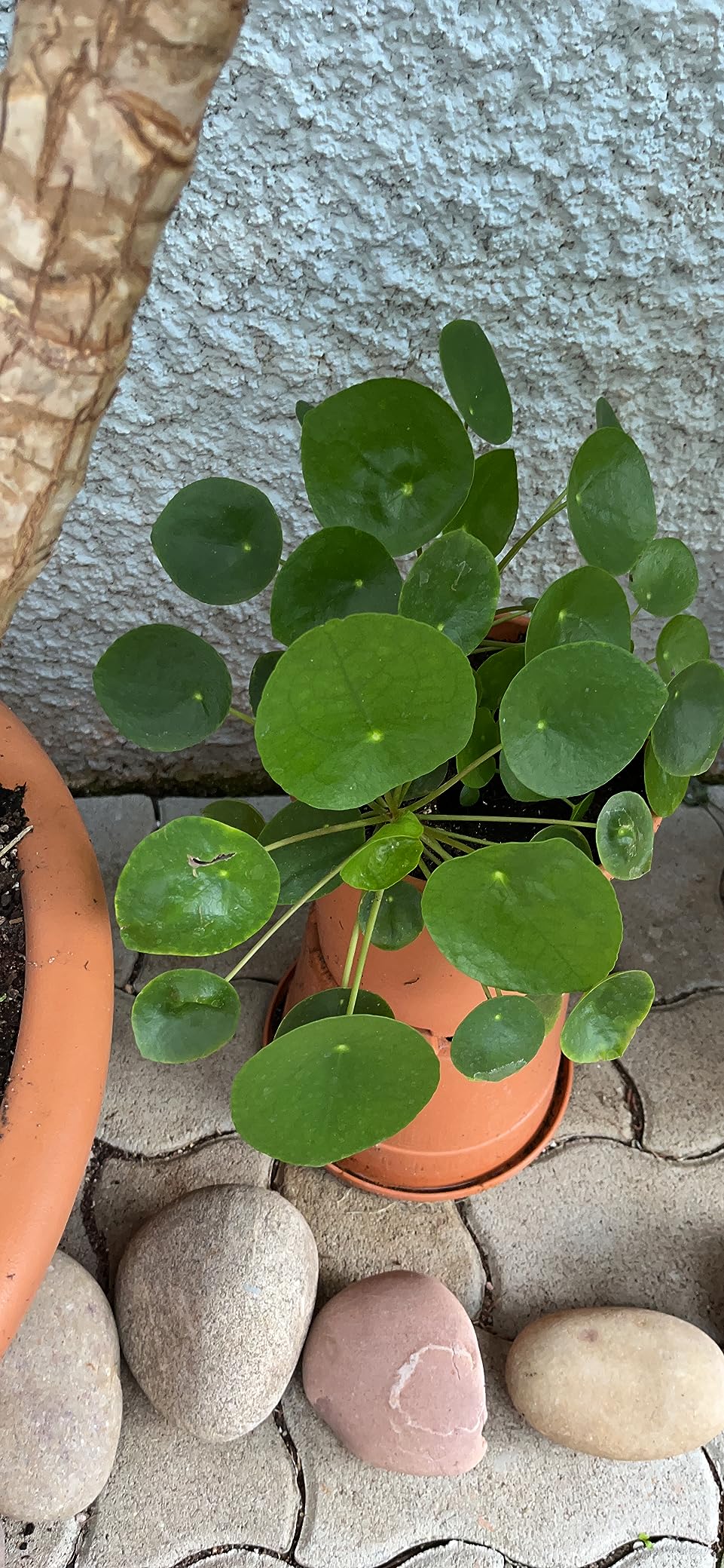 Mitigé sur grandes plantes