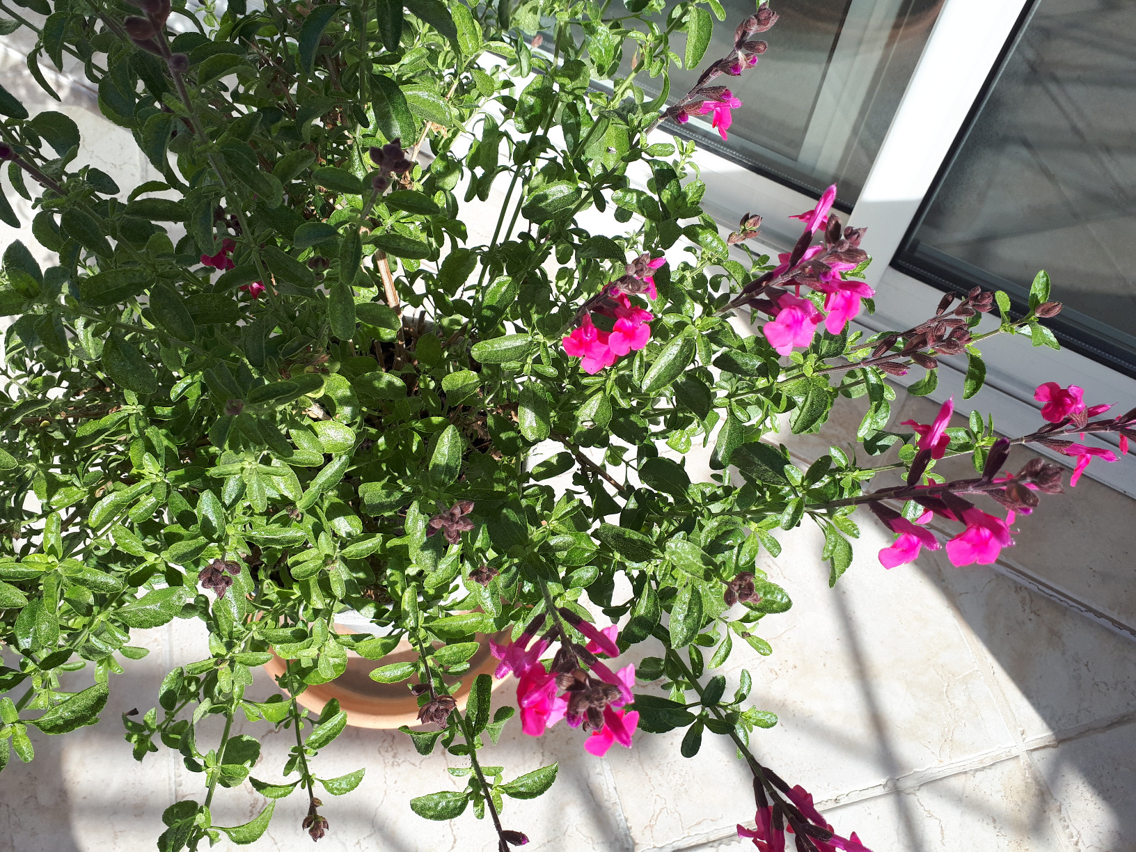 Balcon fleuri tout l'été