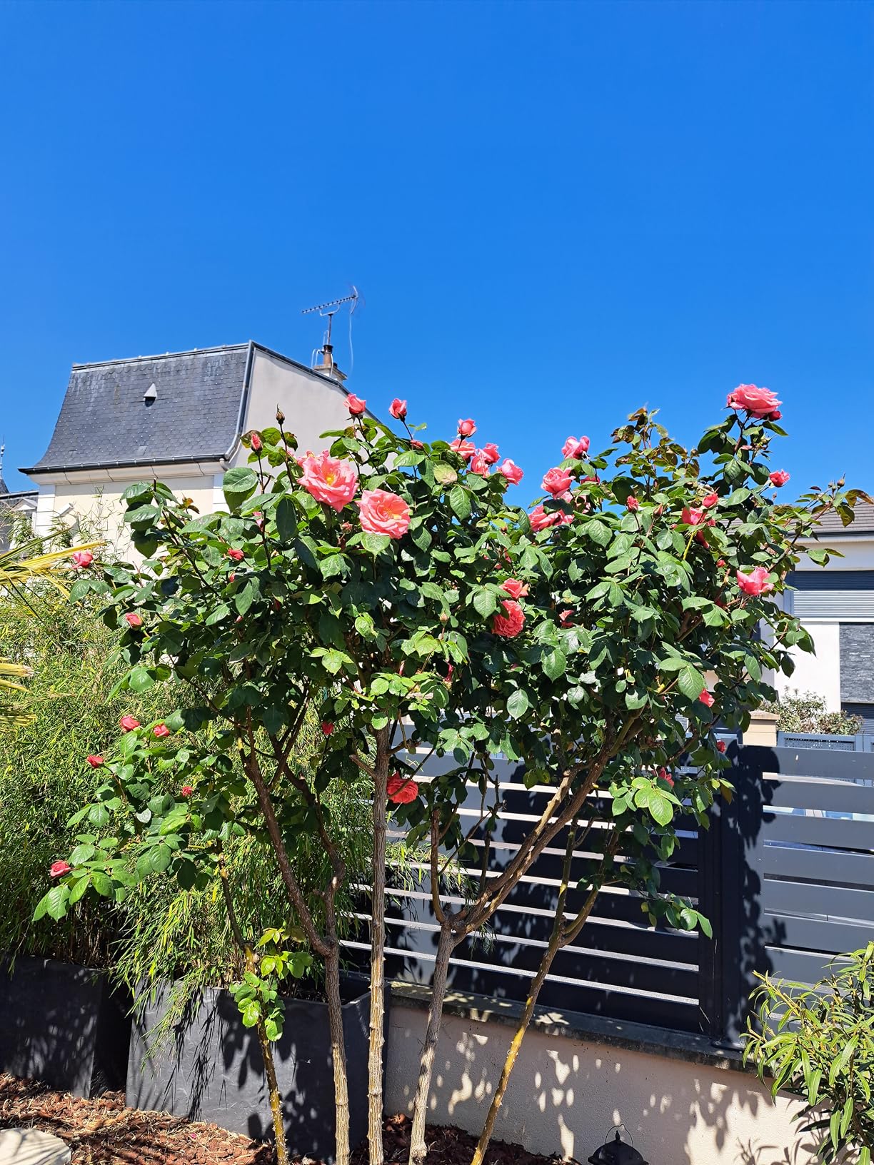 Floraison incroyable