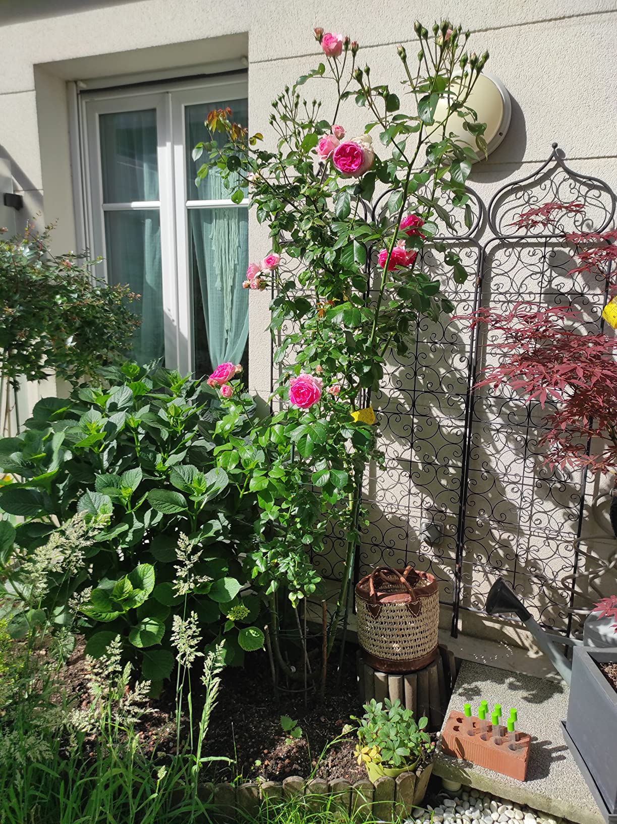 Top pour la floraison