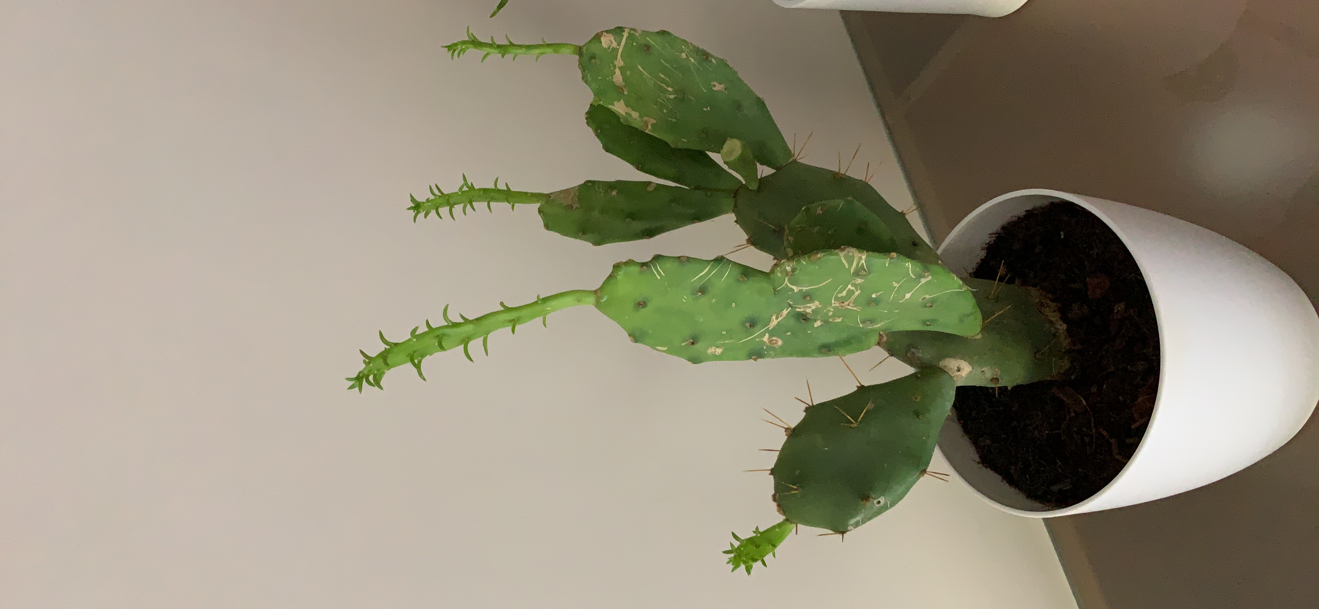 Bien pour succulentes