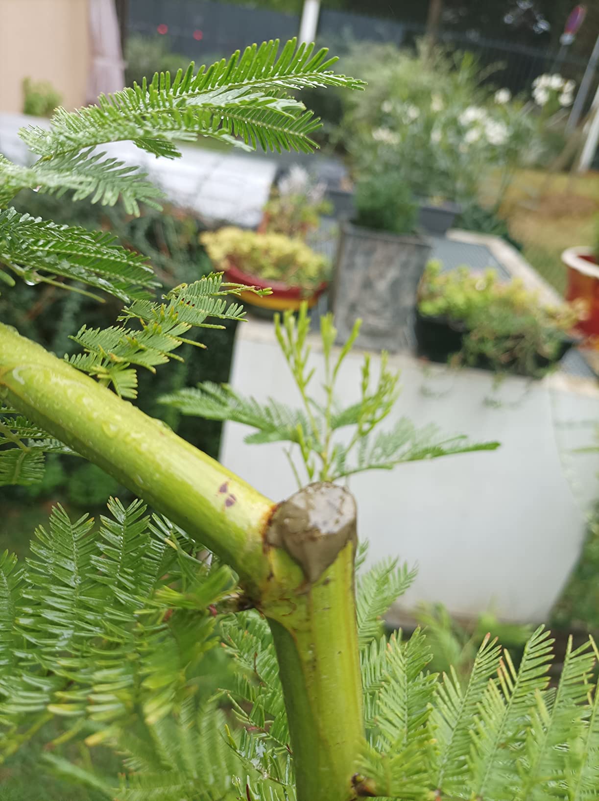 Indispensable au jardin