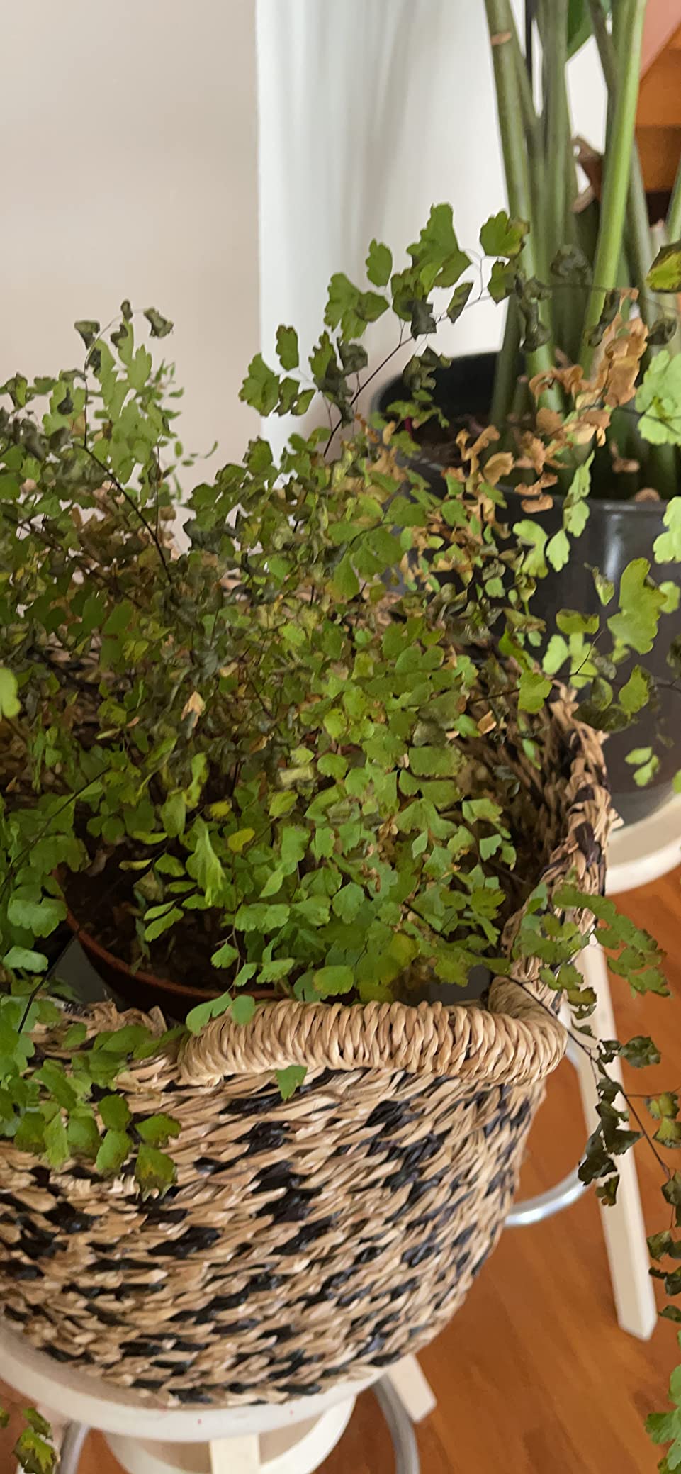 Effet fleuriste garanti