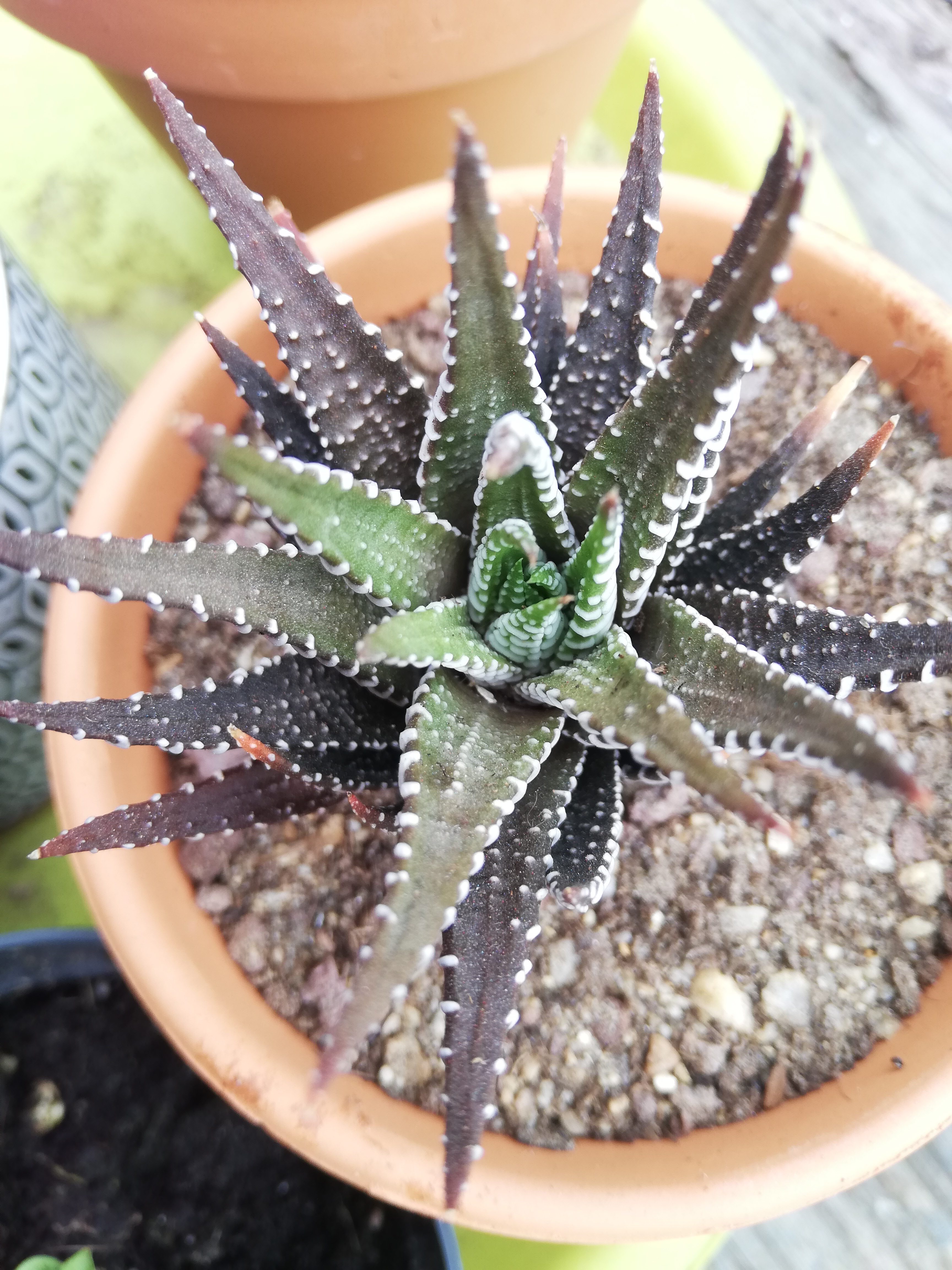 Parfait pour mes plantes grasses
