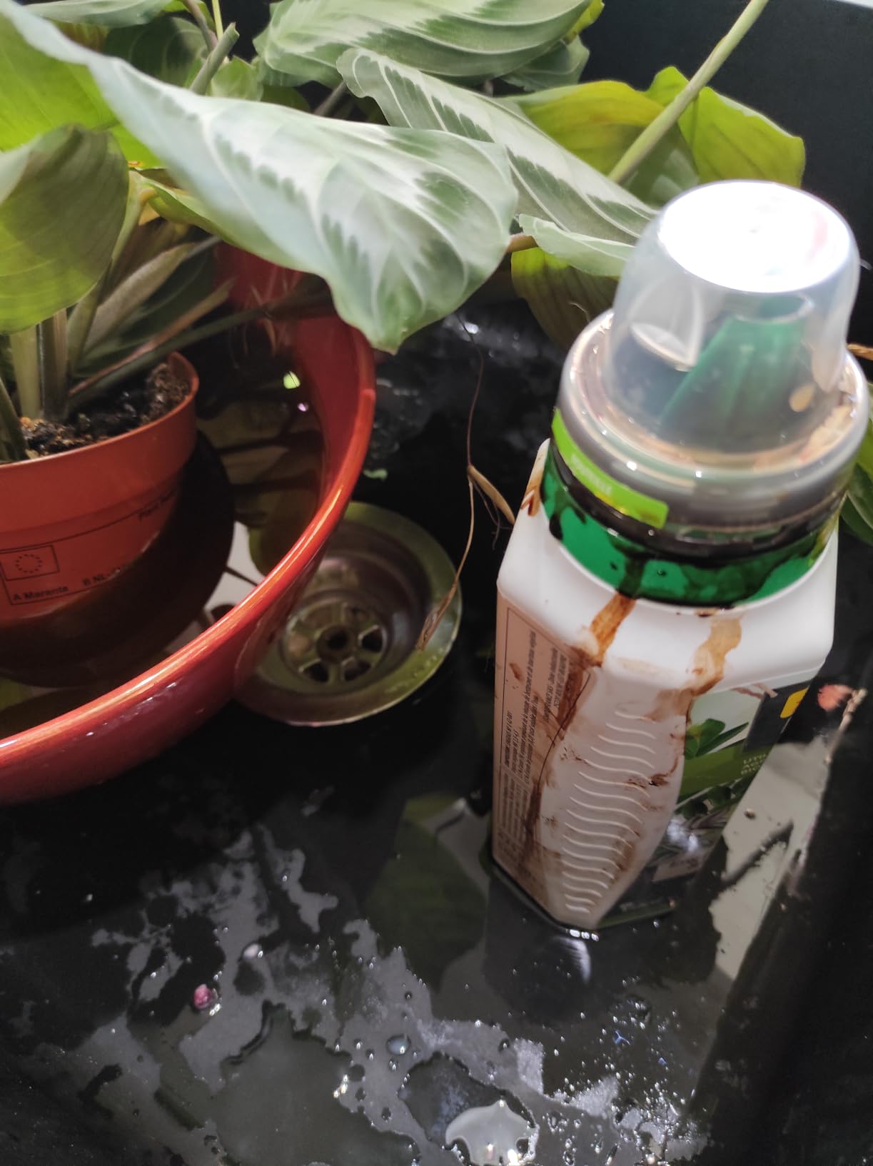 Mes plantes revivent