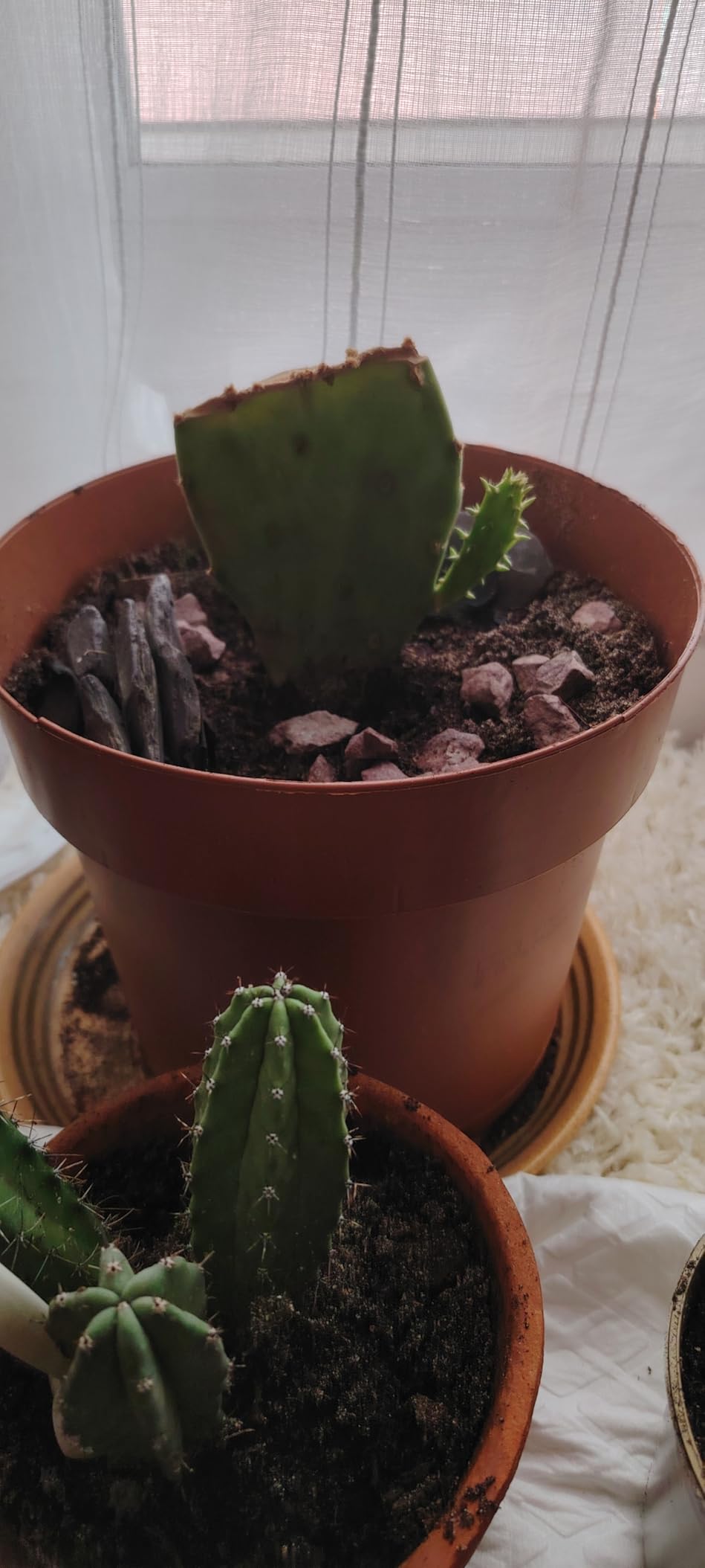 Mes cactus refleurissent