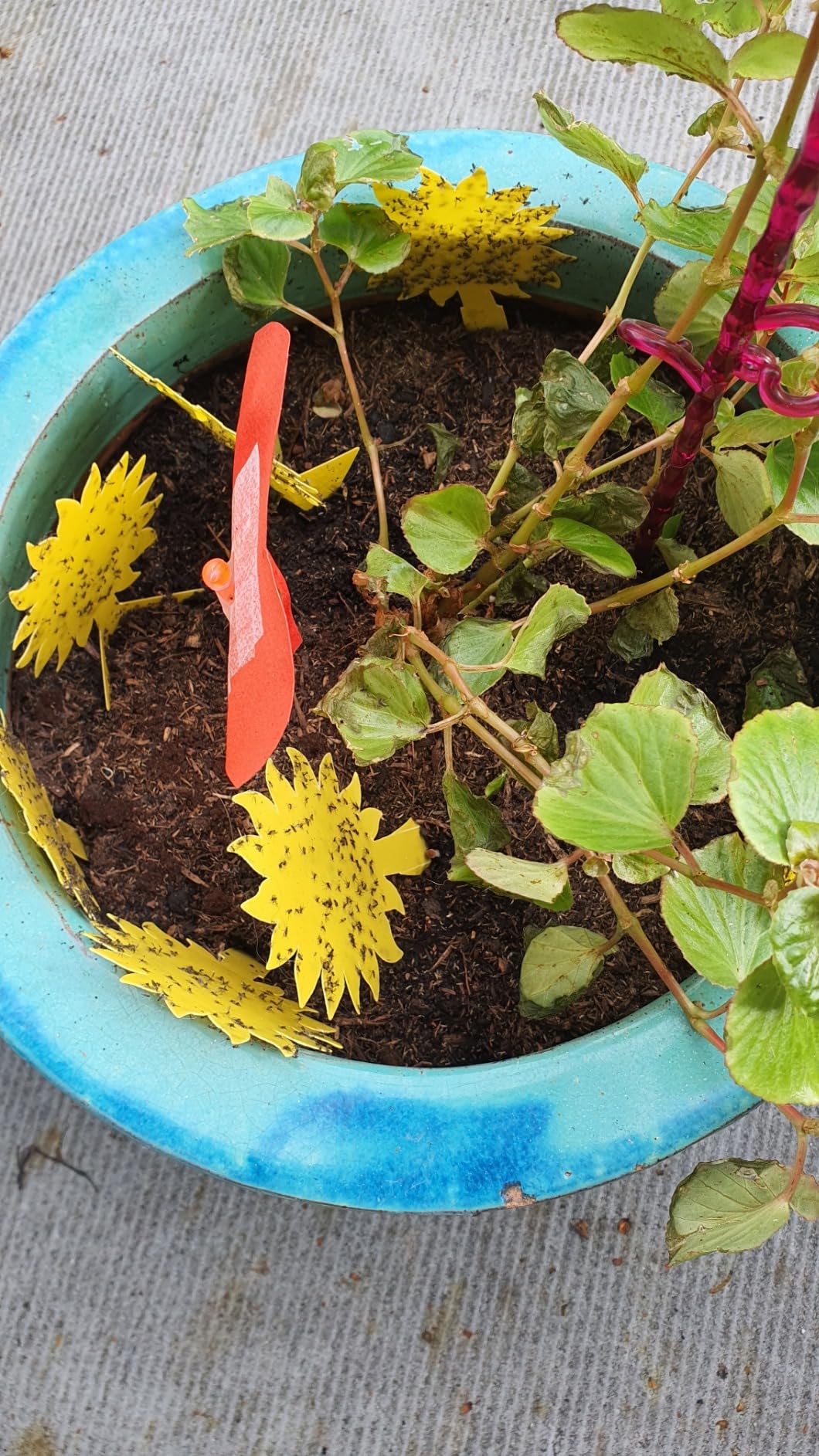 Reprise spectaculaire de mes plantes