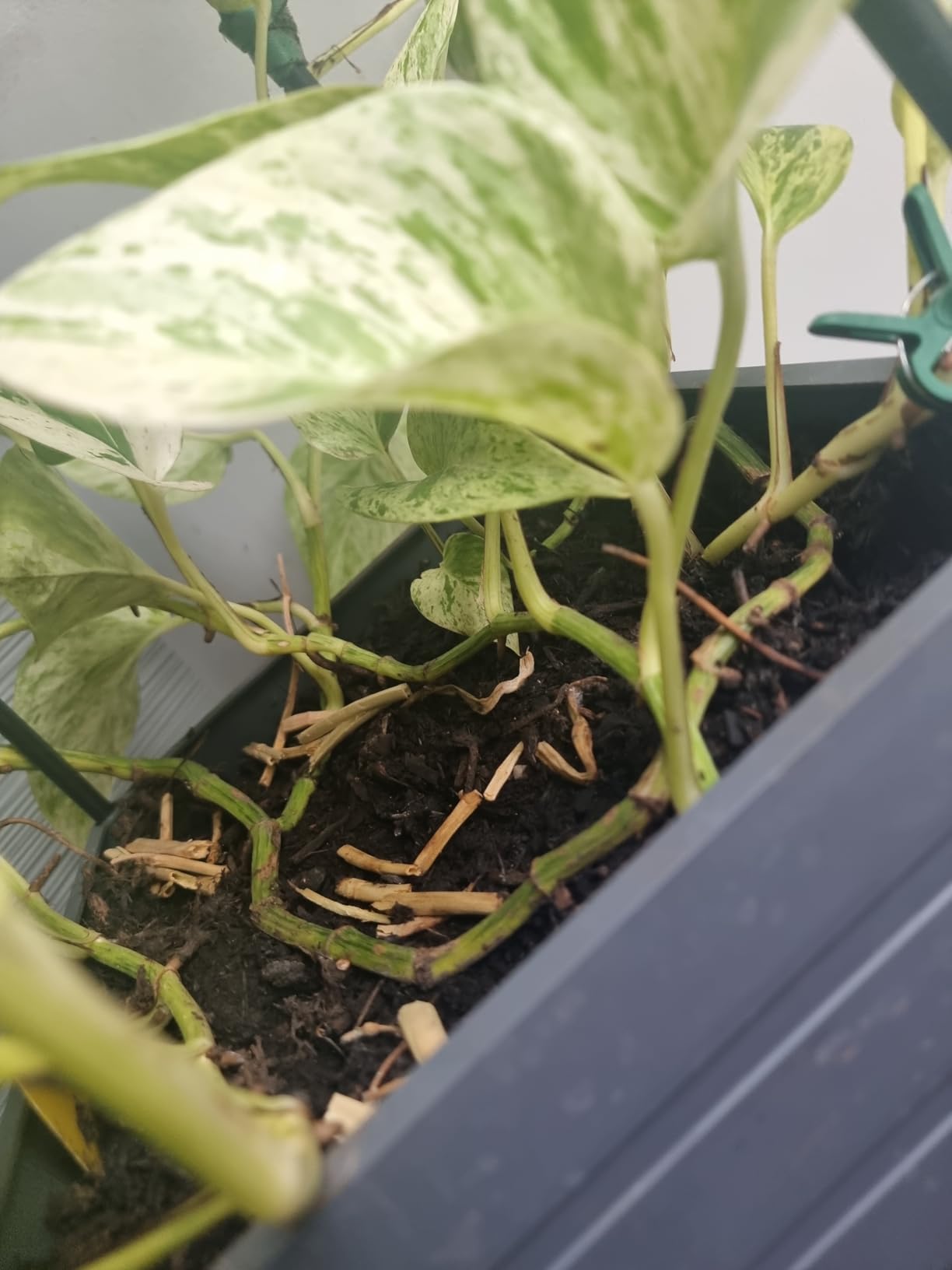 Nettoie tout à la maison