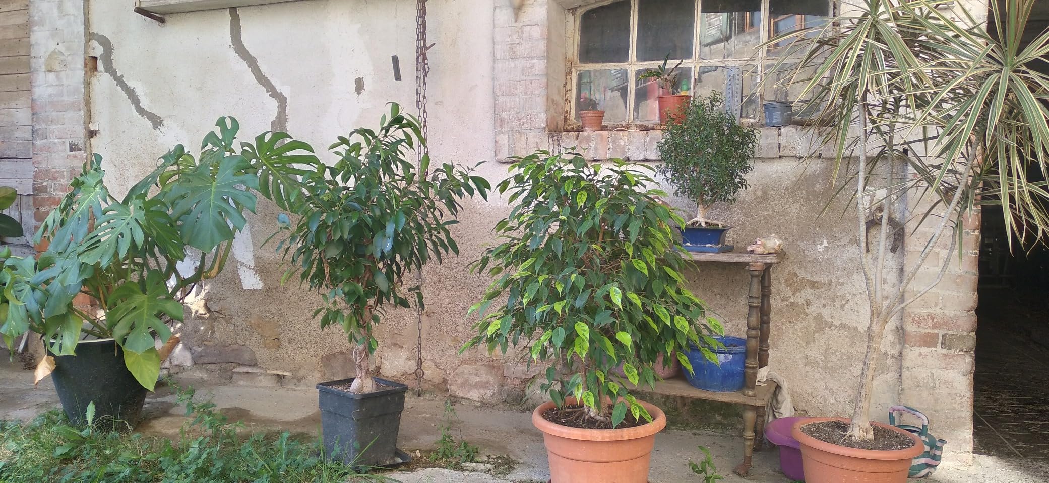 Mon monstera adore