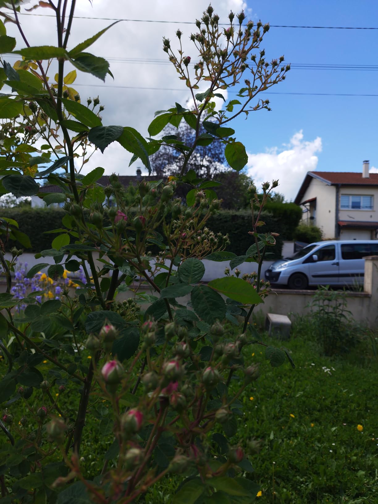 Très bonne floraison