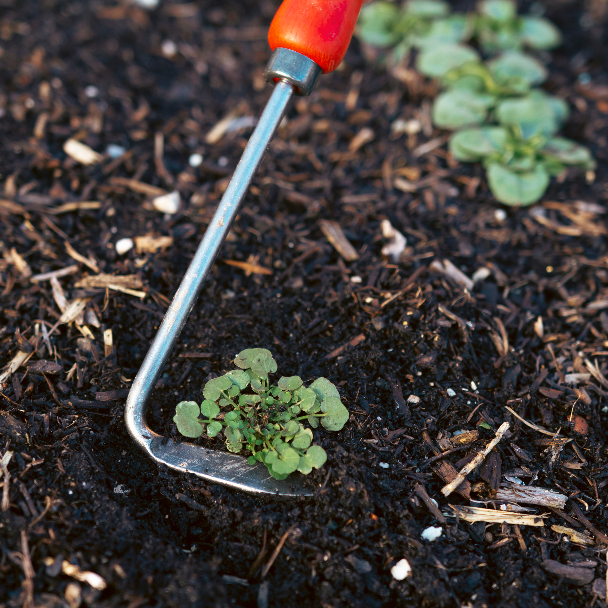 felco-421-outil-de-jardin-forg-main-pour-potager-nourricier image 3
