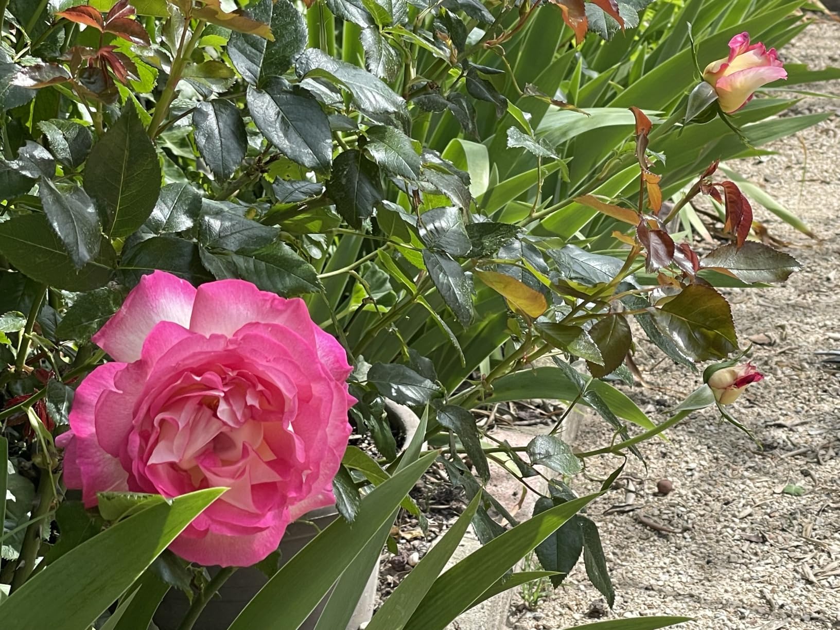 Floraison spectaculaire