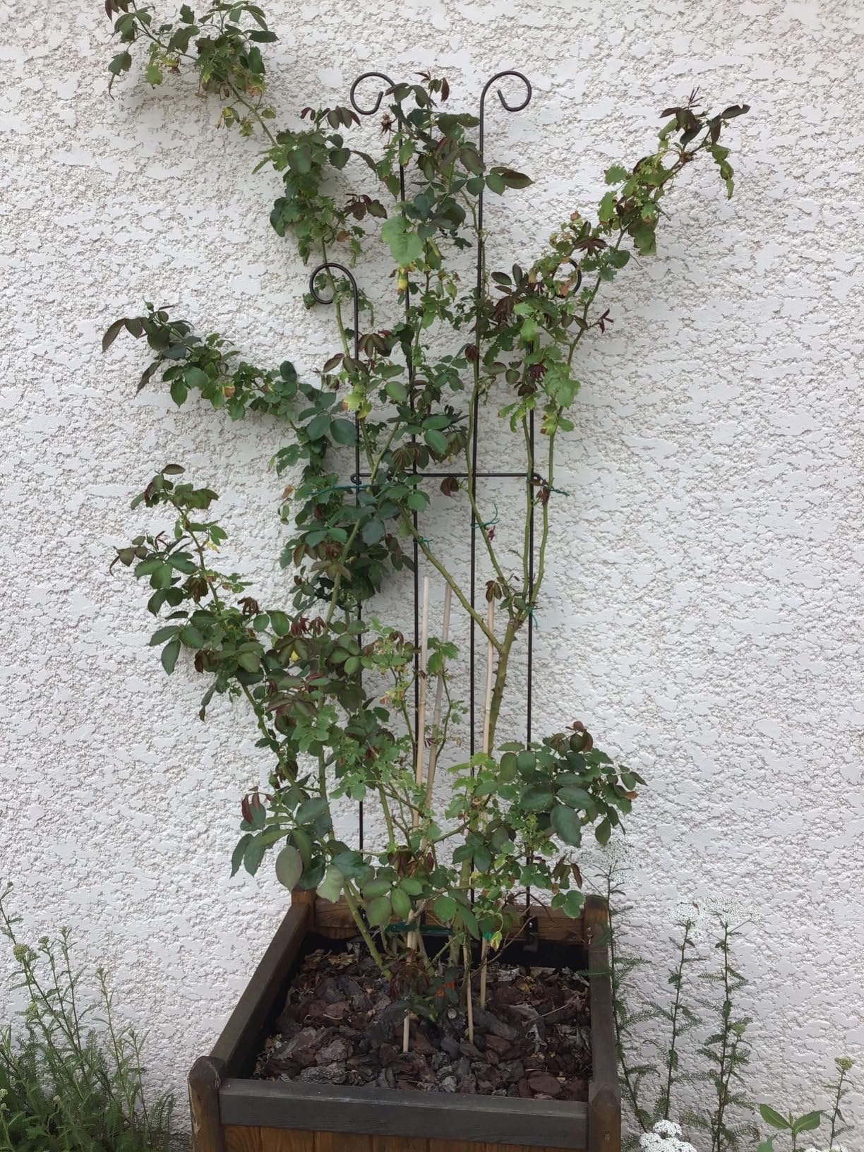 Très bon engrais rosier